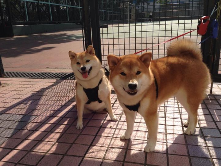 山东泰山迎来挑战中超联赛,中超山东泰山首发