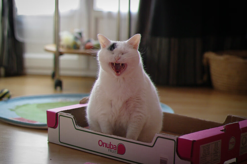 日本国家队信心大增,迎战世预赛关键战