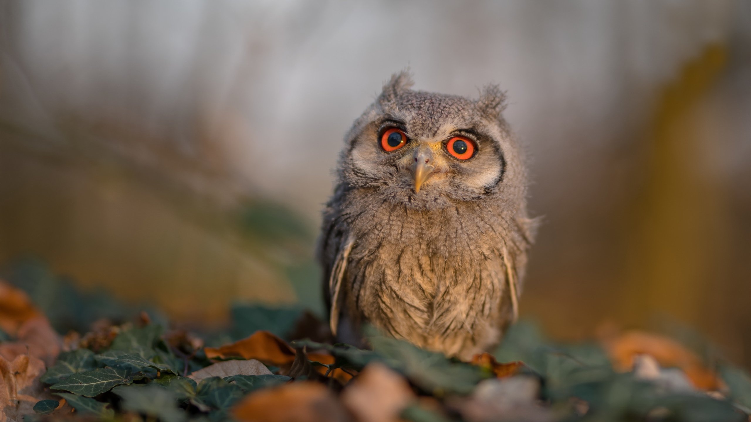 朱婷登顶积分榜奥运会,朱婷总结奥运